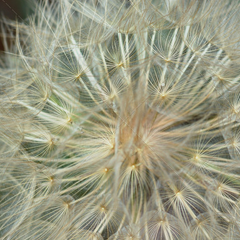 云呼轰炸官网
